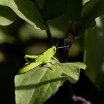 Ξενοδοχείο με διαμερίσματα Eco Village Baia Delle Ginestre 4*
